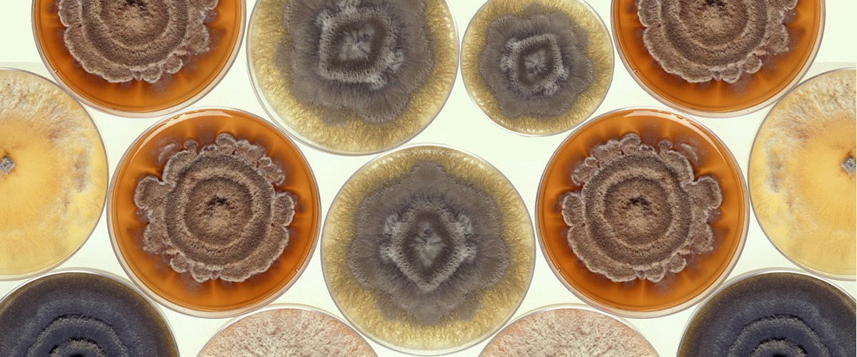 Mold in a petri dish